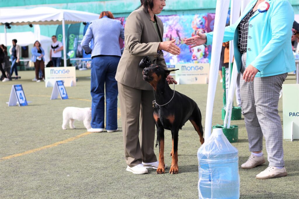 19.09.2021 INERNATIONAL DOG SHOW CACIB-РФСС, г.Волгоград, судья: Viarbitskaya, Maryia