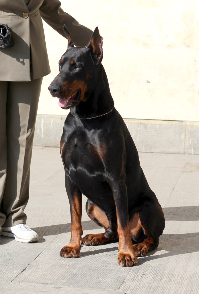 16.10.2021  INTERNATIONAL DOG SHOW CACIB – FCI / 2 ИНТЕРНАЦИОНАЛЬНАЯ ВЫСТАВКА СОБАК CACIB – FCI  «Tbilisoba 2021», Georgia, Tbilisi, judge: Tatiana Urek