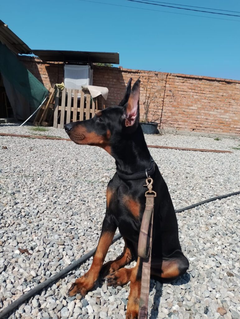 ПРОДАЁТСЯ ЩЕНОК!