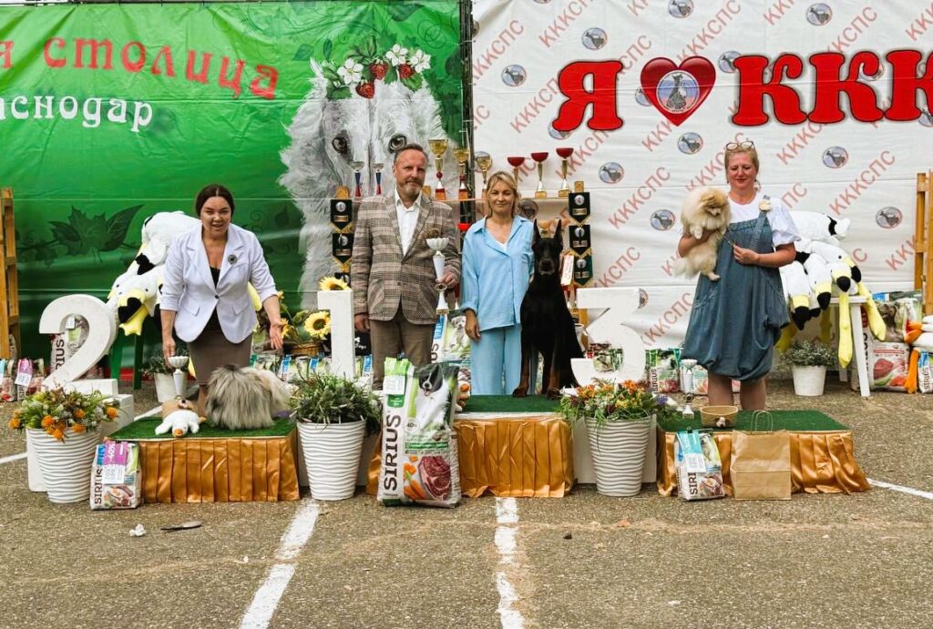 24.08.2025  г. Краснодар, САС ЧРКФ С ОСОБЫМ СТАТУСОМ «ЮЖНАЯ СТОЛИЦА 2025» Судья: Федоров В., Выставка САС ЧФ Судья: Сороко А.