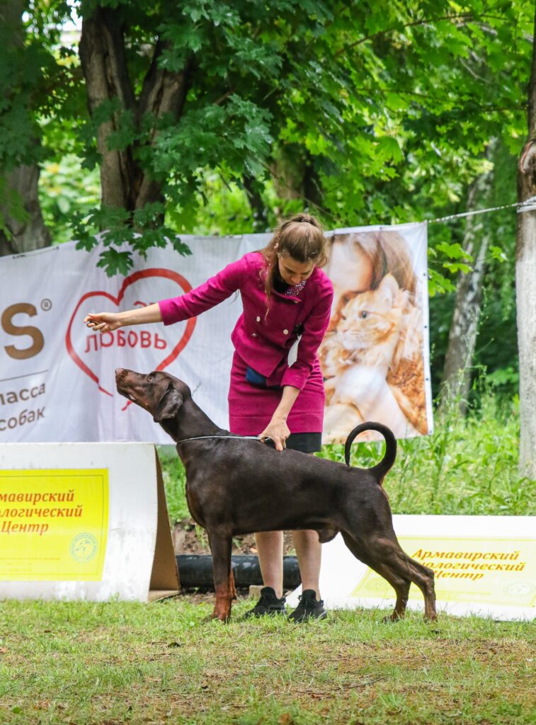 11.07.2026 Ставрополь, 2 Национальные выставки ранга ЧФ, судьи: Н.Масалевичене, И.Пирогова
